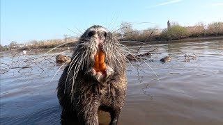 Nutria Myocastor coypus  Neozoen am Rhein [upl. by Helfant]