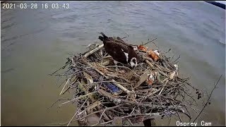 Dahlgren Osprey  Harriet Lays Egg 3 Wind Blows Nesting Material All Over Her Before Labor 32821 [upl. by Nacim]