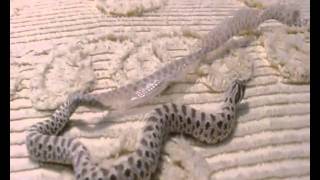 Western Hognose snake shedding [upl. by Ubald]