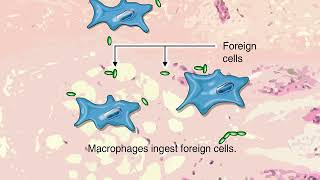 How Phagocytosis Works Animation  Macrophages Immune System Video [upl. by Hyatt164]