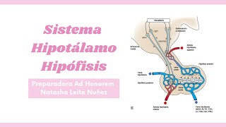 Sistema Hipotálamo Hipófisis  Preparadora Natasha Leite [upl. by Sair]