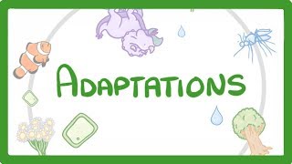 GCSE Biology  Adaptations 79 [upl. by Trevar]