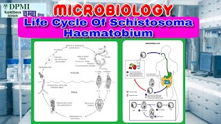 Life Cycle Of Schistosoma Haematobium [upl. by Rotsen]