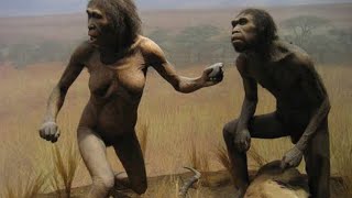 Human ancestors origin  ancestors the humankind odyssey  primitive human life history  banmanush [upl. by Cilla]