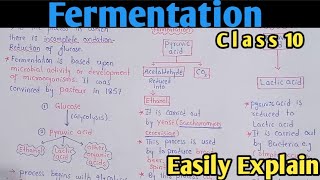 Fermentation  Alcoholic And Lactic Acid Fermentation  Class 10 Biology [upl. by Zweig]