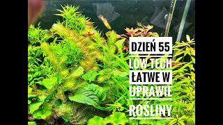 dzień 55 akwarium lowtech rośliny i glony [upl. by Efioa]