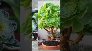 Amazing Indoor Plants ❤️ You wont be able to stop yourself after seeing these plants shortsviral [upl. by Ytsenoh]