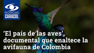 ‘El país de las aves’ el ambicioso documental que enaltece la diversa avifauna de Colombia [upl. by Robyn330]