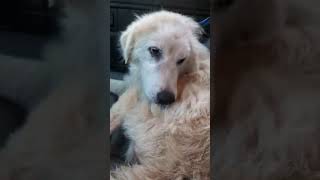 Abandoned Great Pyrenees Found Whimpering in a Deadly Texas Neighborhood STORY BELOW [upl. by Assennej]