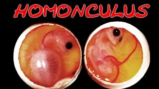 Giant Homunculus From Ostritch Egg Looks like a mutated dck  footage debunked [upl. by Ahseket]