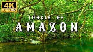 4K Amazon Rainforest Wildlife  Discover the Creatures That Inhabit the Jungle [upl. by Ezechiel]