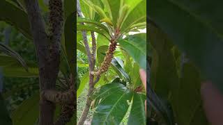 My Mamey Sapote Tree is Blooming and Flushing gardening garden backyard fruit tropical florida [upl. by Eltsryk992]