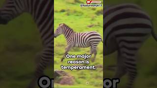 Why don’t humans Ride Zebras  NaturesEye11 shorts didyouknowfacts [upl. by Komsa150]