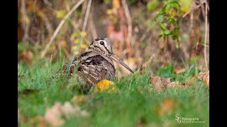 Waldschnepfe bei der Nahrungssuche  Woodcock searching for food [upl. by Bazil104]