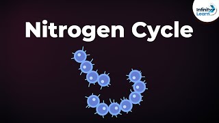 Nitrogen Fixation  Nitrogen Cycle  Microorganisms  Dont Memorise [upl. by Einttirb]