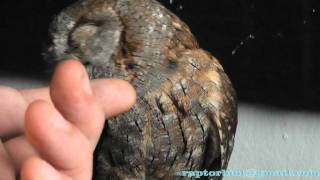 Sweet Scops owl Otus scops [upl. by Gerek]