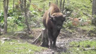 Żubry Bieszczady Zagroda pokazowa w Mucznem [upl. by Rumery779]