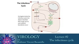 Virology 2014 lecture 2  The infectious cycle [upl. by Victor]