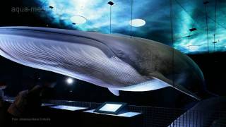 OZEANEUM Stralsund [upl. by Viddah]