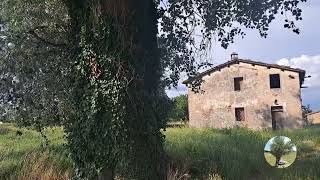 🍃💚Populus Alba  Pioppo bianco💚🍃 Monumentale di Faenza  RA [upl. by Kensell]