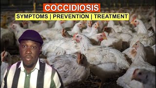 Coccidiosis In Broilers  Symptoms Prevention amp Treatment [upl. by Venable628]