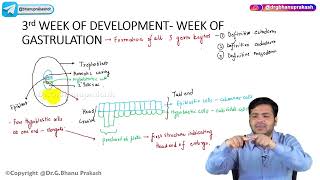 11 Third Week Of Development  Embryology🚼 [upl. by Ancel]