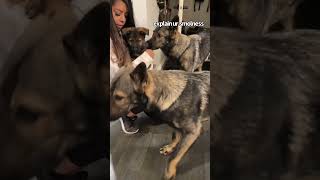 German Shepherds meet puppy brother [upl. by Brendis528]