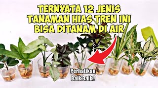 10 Jenis Pohon Bonsai Langka dan Berharga [upl. by Jacobson]