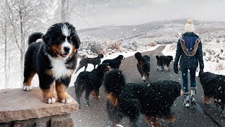 WALKING OUR 10 BERNESE MOUNTAINS DOGS IN THE SNOW Ep 3  vlog011 [upl. by Otilesoj428]