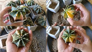 PAANO KO IUPROOT ANG AKING VARIEGATED GYMNOCALYCIUM CACTUS  LOWLAND AREA [upl. by Pulling157]