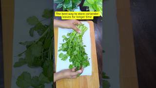 Best way to store coriander leaves tips kitchenhacks foodhacks shortsviral shortsfeed ytshorts [upl. by Fergus]