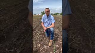 Direct Seeding Camelina With Suspension Fertilizer [upl. by Jeromy149]