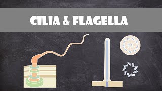 Cilia and Flagella Structure amp Function  Cell Biology [upl. by Yadseut368]