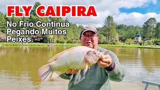 FLY CAIPIRA  NO FRIO CONTINUA PEGANDO MUITOS PEIXES  Pesq Sol Pescarias  Nelson Chiba [upl. by Aihsikal]