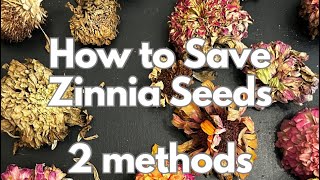 How to save zinnia seeds 2 methods [upl. by Ader]