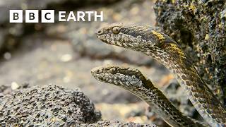 Greatest Fights in the Animal Kingdom Part 3  BBC Earth [upl. by Aciram]