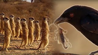 Drongo Bird Tricks Meerkats  Africa  BBC Earth [upl. by Taber287]