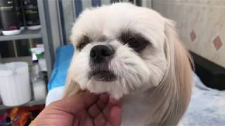 Cómo eliminar manchas de lagrimales  La Casita de los Shih Tzu [upl. by Imot]