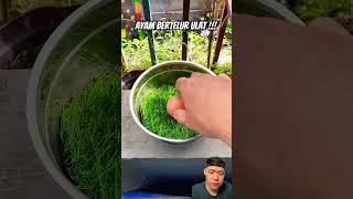 Ayam bertelur ulat birds animals burung egg diy facts smartitems [upl. by Avrenim]