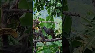 Speckled Chachalaca Bird feeding babiesbirdfood birdslife birdfeeding nature foryou [upl. by Oinota]