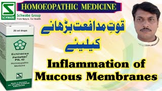 PTK 42 Echinacea Pentarkan  DrWillmar Schwabe Germany  Homoeopathic Medicine  Urdu Hindi [upl. by Kling]