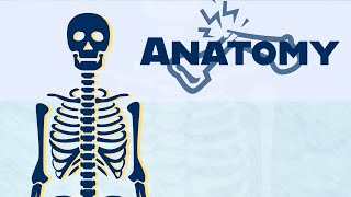 Anatomy Skeletal System Overview [upl. by Anallise36]