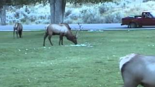 Bull Elk Ramming Cars in Yellowstone [upl. by Modie813]