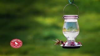 PerkyPet® TopFill Glass Hummingbird Feeders [upl. by Hgieloj]