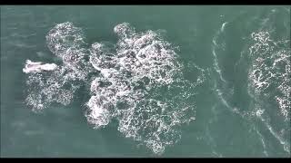 Dolphins Spotted Swimming Together in Stunning Drone Video [upl. by Eikcim]