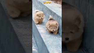 OMG 😰 poor puppiesshorts cute funny cat dog pets [upl. by Varian]