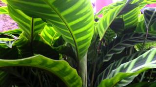 Calathea zebrina  Zebra Plant HD 01 [upl. by Nniroc709]