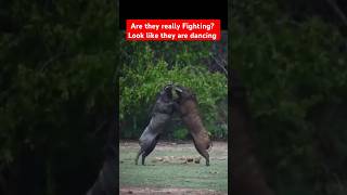 Wildlife  Fighting Wild Boars 🐗🐗 wildlife animals warthogs [upl. by Nomyar444]