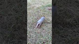 Armadillos are Fast shorts [upl. by Orsini]