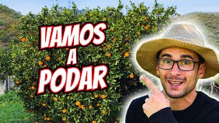 Realizamos una poda a los NARANJOS y LIMONEROS  Como Podar Citricos [upl. by Cheffetz413]